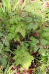 Geranium robertianum