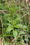 Mercurialis perennis