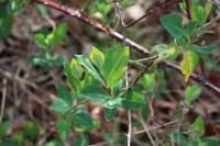 Lonicera periclymenum