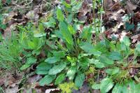 Rumex acetosa