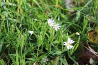 Rabelera holostea