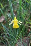 Narcissus