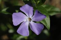 Vinca major
