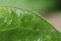 Vinca major