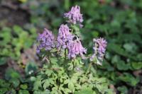 Corydalis solida