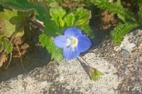 Veronica agrestis