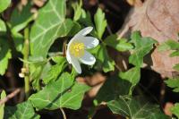 Anemone nemorosa