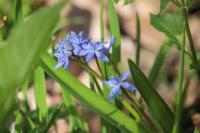 Scilla bifolia
