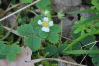 Potentilla sterilis