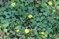 Ficaria verna