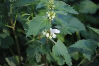 Lamium album