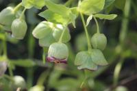 Helleborus foetidus