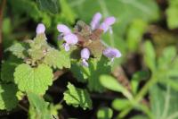 Lamium purpureum