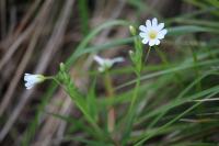 Rabelera holostea