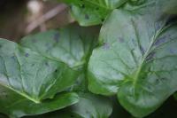 Arum maculatum