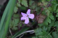 Geranium robertianum
