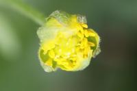 Ranunculus auricomus