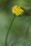 Ranunculus auricomus