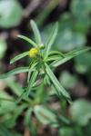 Ranunculus auricomus