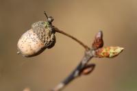 Quercus robur