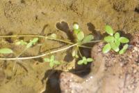 Callitriche stagnalis