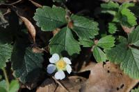 Potentilla sterilis