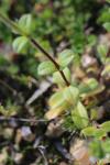 Cerastium glomeratum