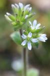 Cerastium glomeratum