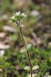 Cerastium glomeratum