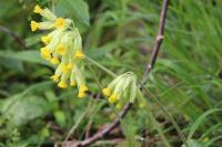 Primula veris