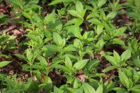 Mercurialis perennis