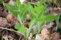 Melittis melissophyllum