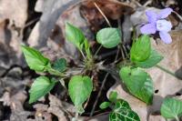 Viola reichenbachiana
