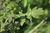 Sisymbrium officinale