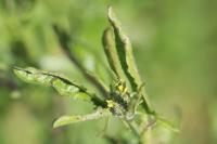 Sisymbrium officinale
