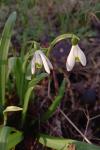 Galanthus nivalis