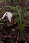 Galanthus nivalis