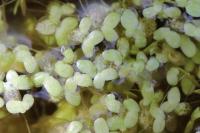 Lemna minor