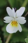 Viola arvensis