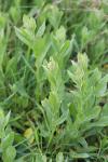 Lepidium draba