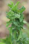 Sisymbrium officinale