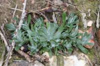 Gnaphalium uliginosum