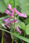 Corydalis solida