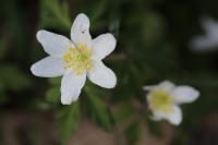 Anemone nemorosa