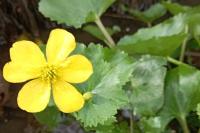 Caltha palustris