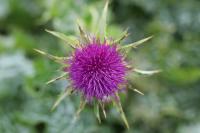 Silybum marianum