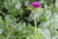 Silybum marianum