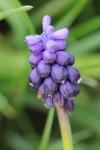 Muscari neglectum