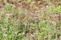 Microthlaspi perfoliatum