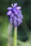 Muscari neglectum
